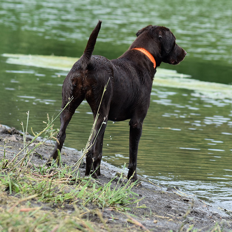 Labs for sale in Iowa, labs for sale in South Dakota, labs for sale in Minnesota, labs for sale in Nebraska, labs for sale near me, lab puppies for sale, lab puppies for sale near me