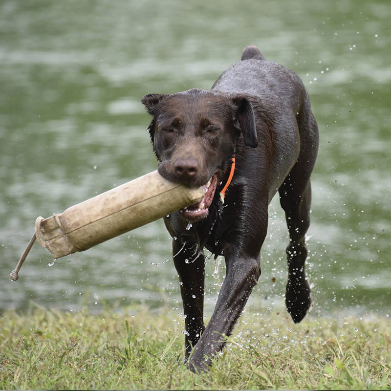 Labs for sale in Iowa, labs for sale in South Dakota, labs for sale in Minnesota, labs for sale in Nebraska, labs for sale near me, lab puppies for sale, lab puppies for sale near meå