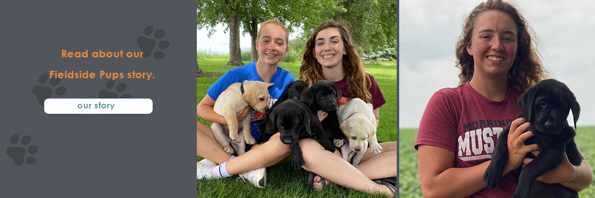 Labs for sale in Iowa, labs for sale in South Dakota, labs for sale in Minnesota, labs for sale in Nebraska, labs for sale near me, lab puppies for sale, lab puppies for sale near me