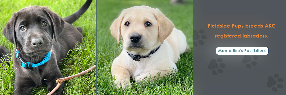 Labs for sale in Iowa, labs for sale in South Dakota, labs for sale in Minnesota, labs for sale in Nebraska, labs for sale near me, lab puppies for sale, lab puppies for sale near me