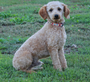 Labradoodles for sale in Iowa, Labradoodles for sale in South Dakota, Labradoodles for sale in Minnesota, Labradoodles for sale in Nebraska, Labradoodles for sale near me, Labradoodles puppies for sale, Labradoodles puppies for sale near me