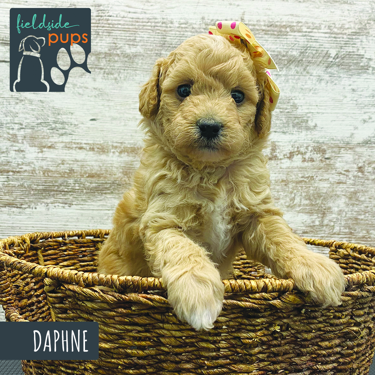 Labradoodles for sale in Iowa, Labradoodles for sale in South Dakota, Labradoodles for sale in Minnesota, Labradoodles for sale in Nebraska, Labradoodles for sale near me, Labradoodles puppies for sale, Labradoodles puppies for sale near me