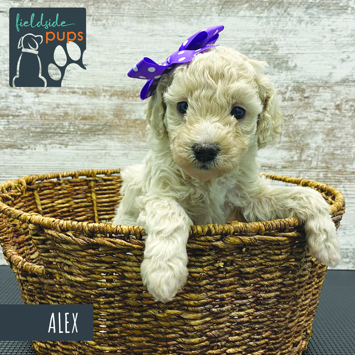 Labradoodles for sale in Iowa, Labradoodles for sale in South Dakota, Labradoodles for sale in Minnesota, Labradoodles for sale in Nebraska, Labradoodles for sale near me, Labradoodles puppies for sale, Labradoodles puppies for sale near me