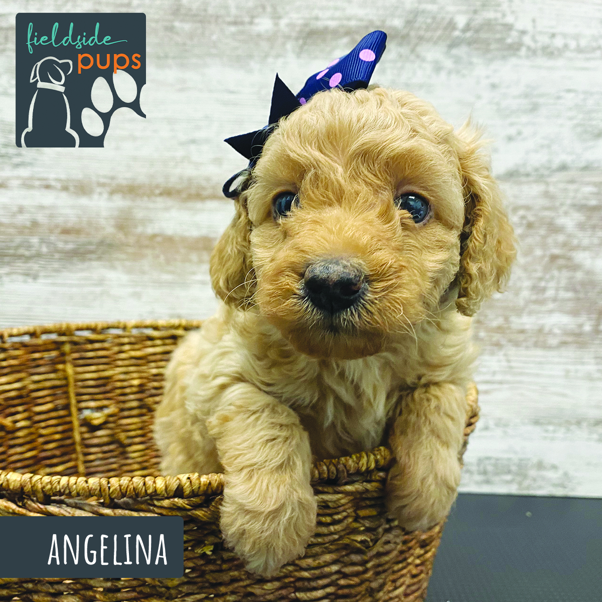 Labradoodles for sale in Iowa, Labradoodles for sale in South Dakota, Labradoodles for sale in Minnesota, Labradoodles for sale in Nebraska, Labradoodles for sale near me, Labradoodles puppies for sale, Labradoodles puppies for sale near me