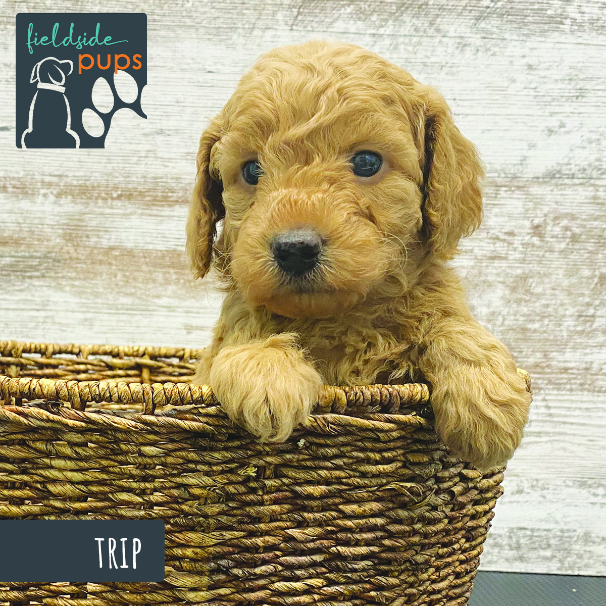 Labradoodles for sale in Iowa, Labradoodles for sale in South Dakota, Labradoodles for sale in Minnesota, Labradoodles for sale in Nebraska, Labradoodles for sale near me, Labradoodles puppies for sale, Labradoodles puppies for sale near me