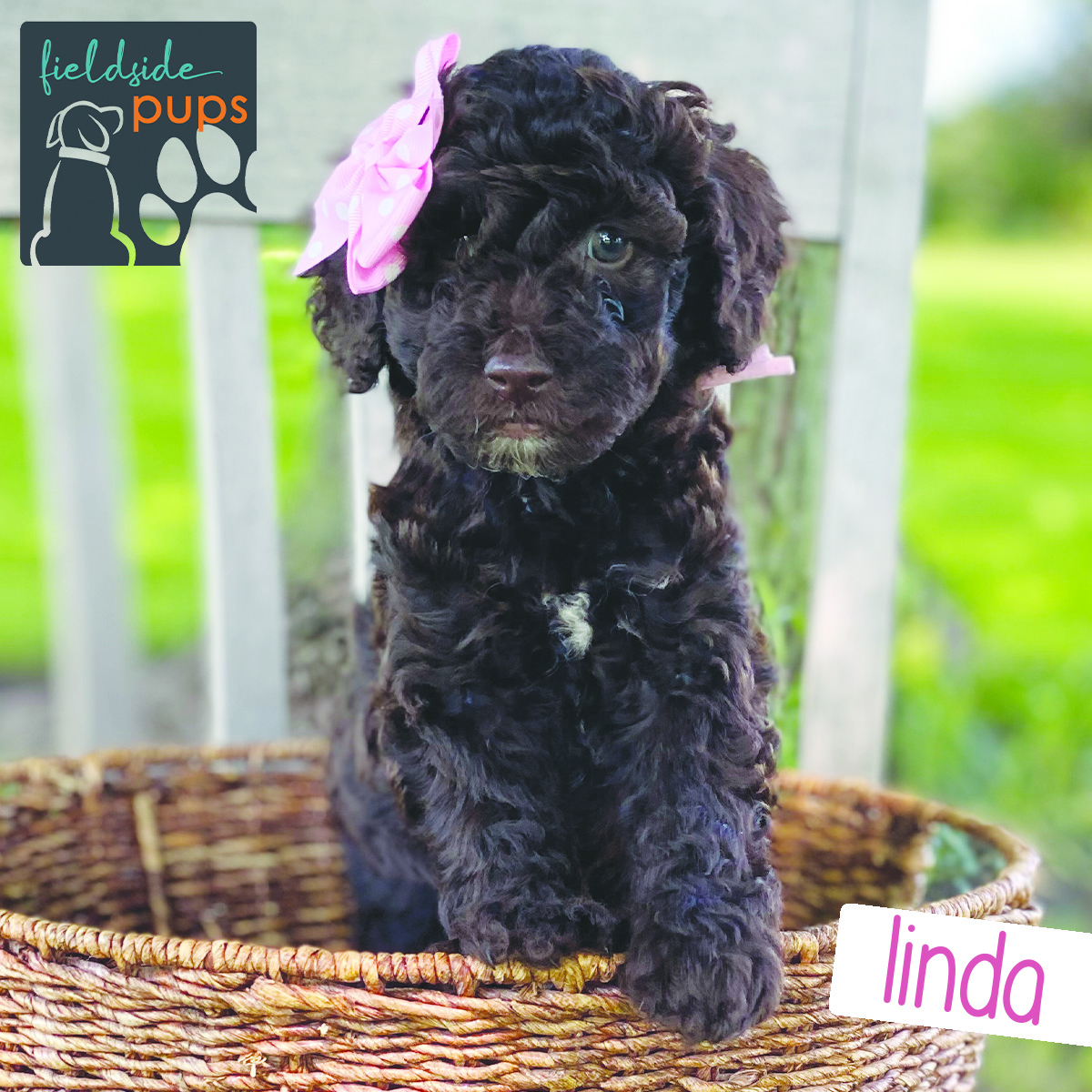 Labradoodles for sale in Iowa, Labradoodles for sale in South Dakota, Labradoodles for sale in Minnesota, Labradoodles for sale in Nebraska, Labradoodles for sale near me, Labradoodles puppies for sale, Labradoodles puppies for sale near me