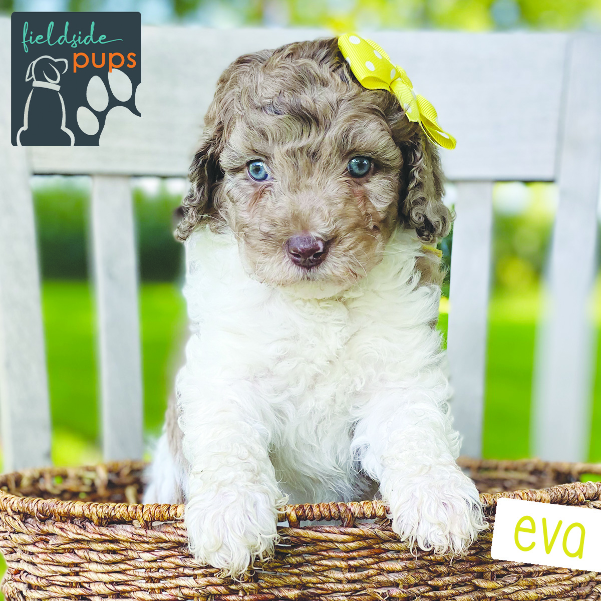 Labradoodles for sale in Iowa, Labradoodles for sale in South Dakota, Labradoodles for sale in Minnesota, Labradoodles for sale in Nebraska, Labradoodles for sale near me, Labradoodles puppies for sale, Labradoodles puppies for sale near me