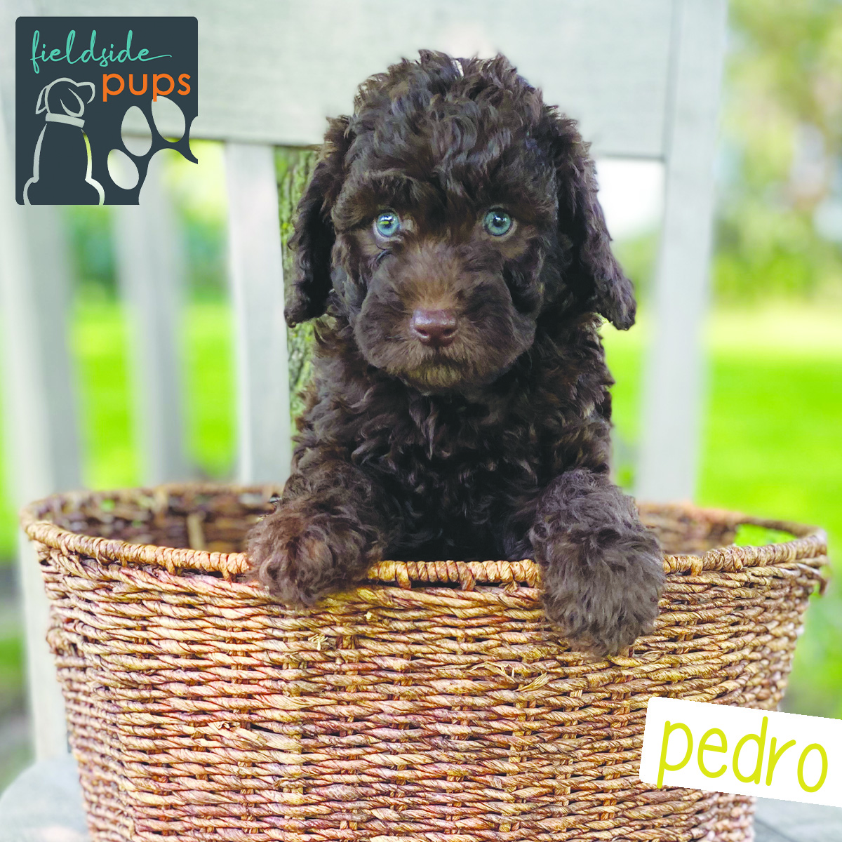 Labradoodles for sale in Iowa, Labradoodles for sale in South Dakota, Labradoodles for sale in Minnesota, Labradoodles for sale in Nebraska, Labradoodles for sale near me, Labradoodles puppies for sale, Labradoodles puppies for sale near me