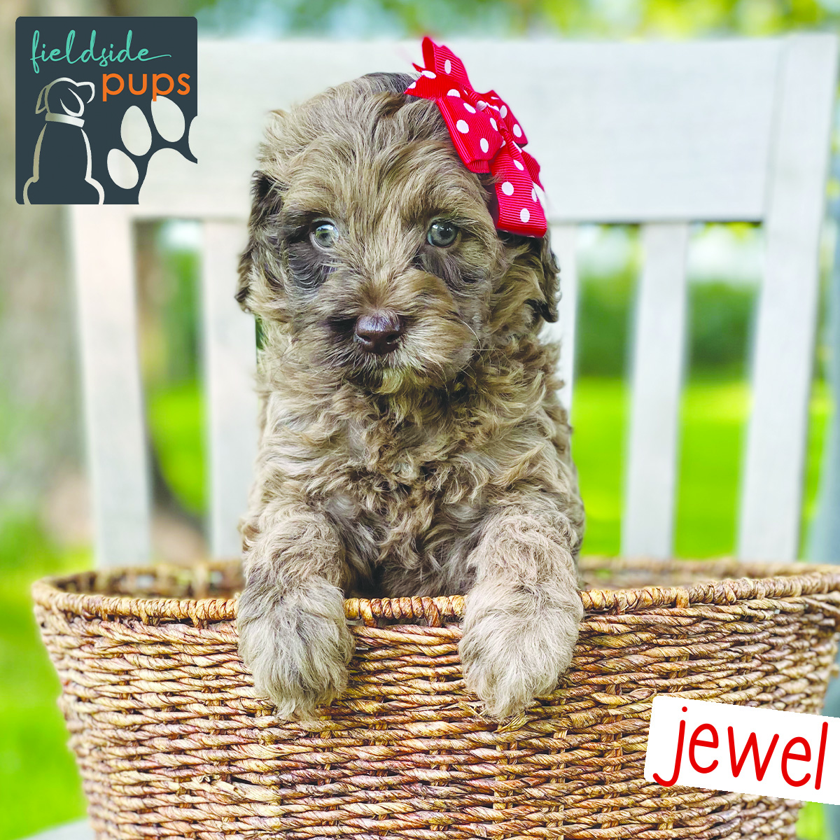 Labradoodles for sale in Iowa, Labradoodles for sale in South Dakota, Labradoodles for sale in Minnesota, Labradoodles for sale in Nebraska, Labradoodles for sale near me, Labradoodles puppies for sale, Labradoodles puppies for sale near me