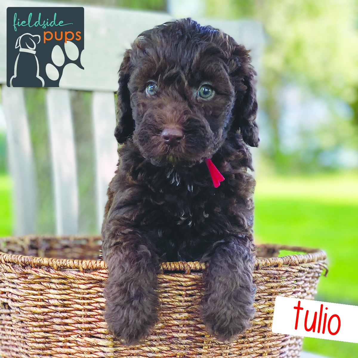 Labradoodles for sale in Iowa, Labradoodles for sale in South Dakota, Labradoodles for sale in Minnesota, Labradoodles for sale in Nebraska, Labradoodles for sale near me, Labradoodles puppies for sale, Labradoodles puppies for sale near me