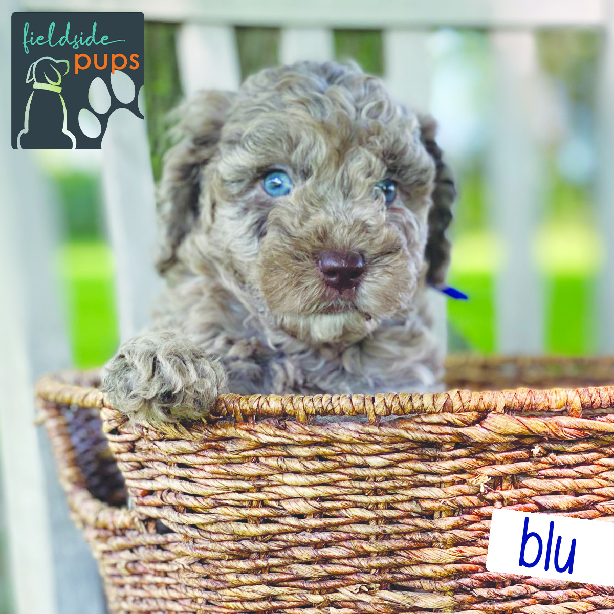 Labradoodles for sale in Iowa, Labradoodles for sale in South Dakota, Labradoodles for sale in Minnesota, Labradoodles for sale in Nebraska, Labradoodles for sale near me, Labradoodles puppies for sale, Labradoodles puppies for sale near me