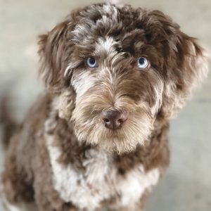 Labradoodles for sale in Iowa, Labradoodles for sale in South Dakota, Labradoodles for sale in Minnesota, Labradoodles for sale in Nebraska, Labradoodles for sale near me, Labradoodles puppies for sale, Labradoodles puppies for sale near me