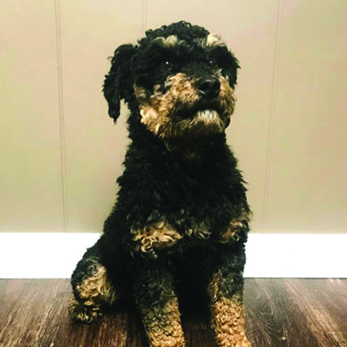 merle miniature labradoodle for sale in Iowa