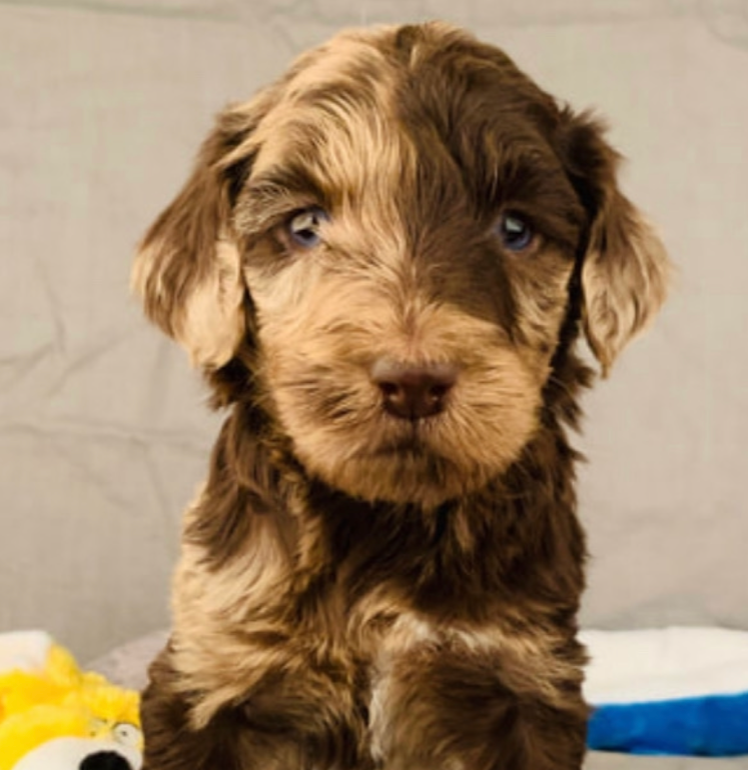 Labradoodles near me, labradoodles for sale near me, labradoodles for sale, labradoodles for sale in northwest Iowa, labradoodles for sale in Iowa, labradoodles for sale in Nebraska, labradoodles for sale in Minnesota, Labradoodles for sale in Sioux Falls, South Dakota, Labradoodles for sale in Sioux City, Iowa, Labradoodles for sale in Omaha, Nebraska, Labradoodles for sale in Minneapolis, Minnesota