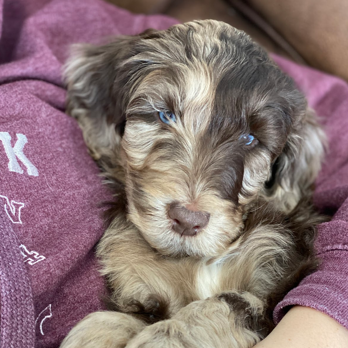 Merle labradoodle for sale near clearance me