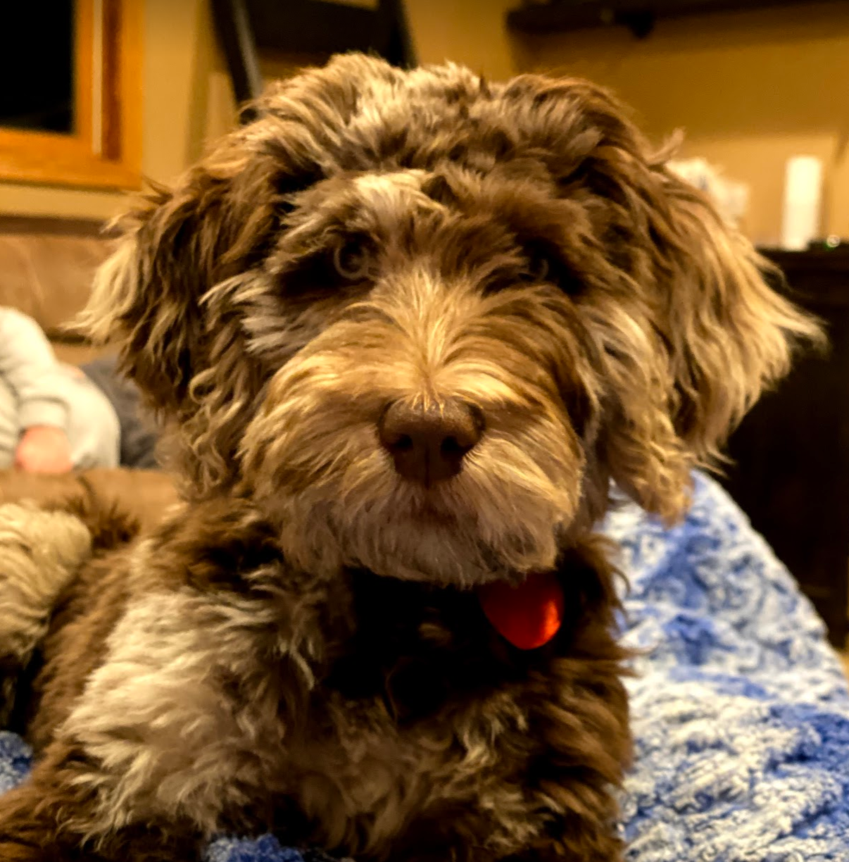 Labradoodles near me, labradoodles for sale near me, labradoodles for sale, labradoodles for sale in northwest Iowa, labradoodles for sale in Iowa, labradoodles for sale in Nebraska, labradoodles for sale in Minnesota, Labradoodles for sale in Sioux Falls, South Dakota, Labradoodles for sale in Sioux City, Iowa, Labradoodles for sale in Omaha, Nebraska, Labradoodles for sale in Minneapolis, Minnesota