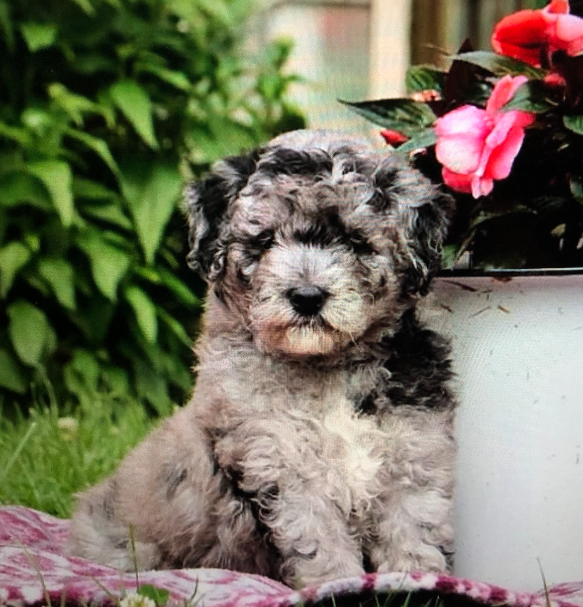 Labradoodles near me, labradoodles for sale near me, labradoodles for sale, labradoodles for sale in northwest Iowa, labradoodles for sale in Iowa, labradoodles for sale in Nebraska, labradoodles for sale in Minnesota, Labradoodles for sale in Sioux Falls, South Dakota, Labradoodles for sale in Sioux City, Iowa, Labradoodles for sale in Omaha, Nebraska, Labradoodles for sale in Minneapolis, Minnesota