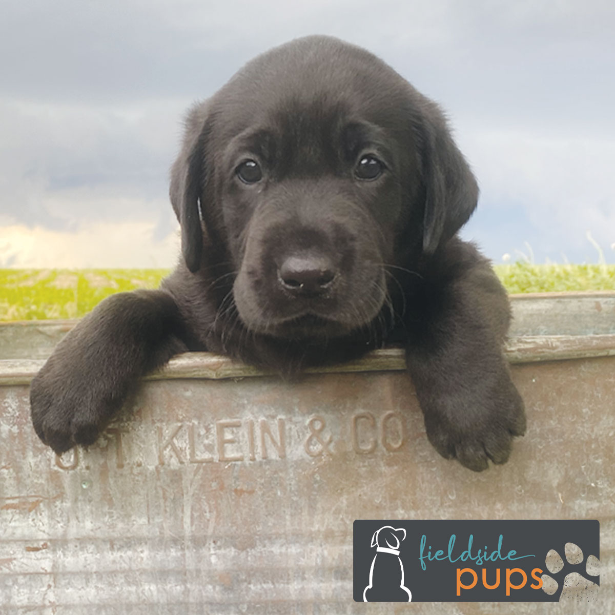 Labs for sale in Iowa, labs for sale in South Dakota, labs for sale in Minnesota, labs for sale in Nebraska, labs for sale near me, lab puppies for sale, lab puppies for sale near me