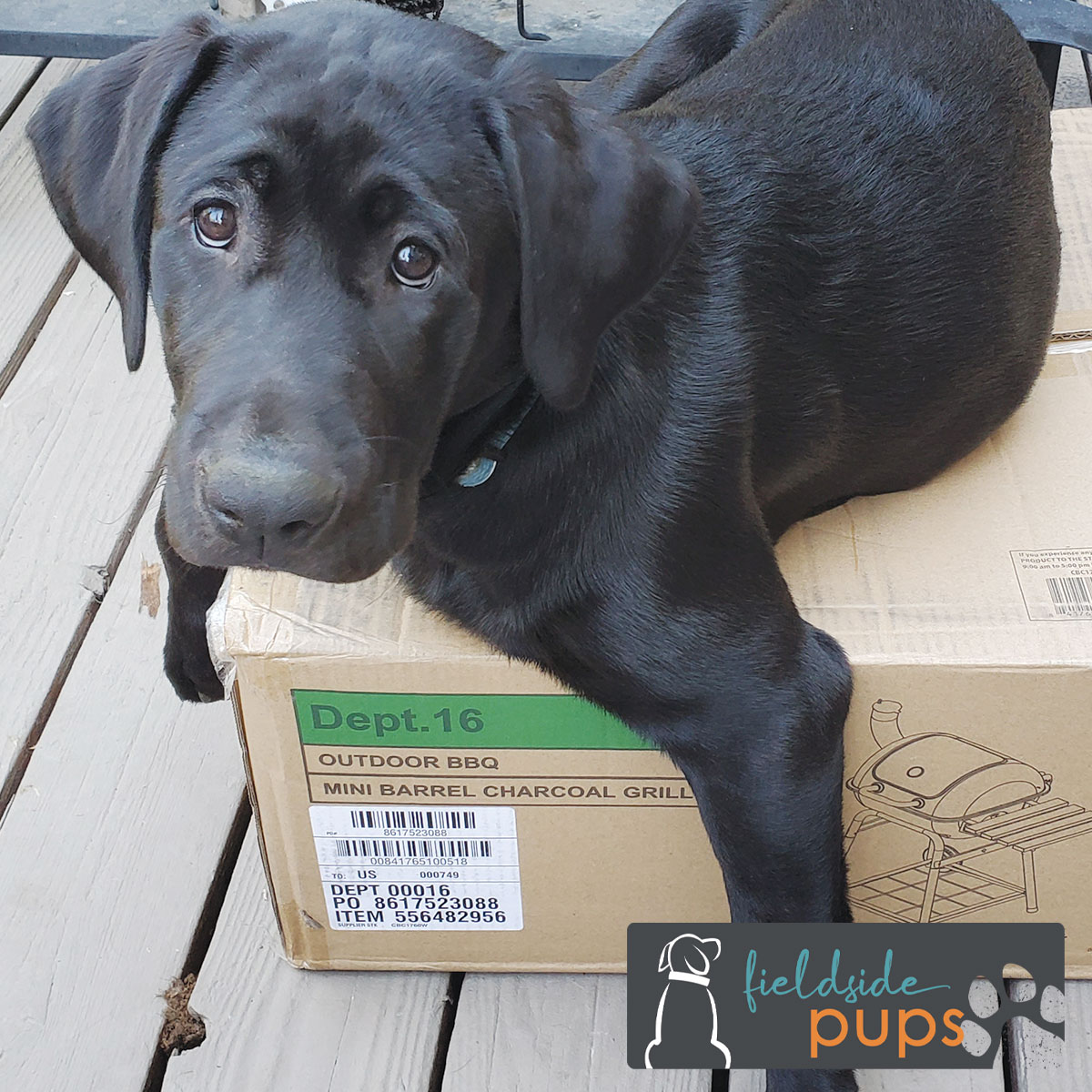 Labs for sale in Iowa, labs for sale in South Dakota, labs for sale in Minnesota, labs for sale in Nebraska, labs for sale near me, lab puppies for sale, lab puppies for sale near me