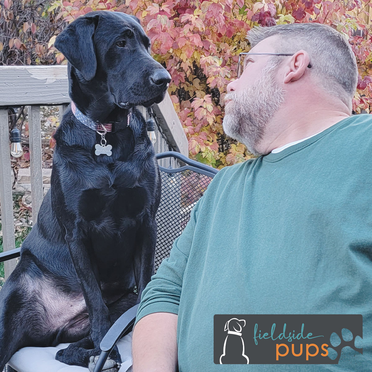 Labs for sale in Iowa, labs for sale in South Dakota, labs for sale in Minnesota, labs for sale in Nebraska, labs for sale near me, lab puppies for sale, lab puppies for sale near me