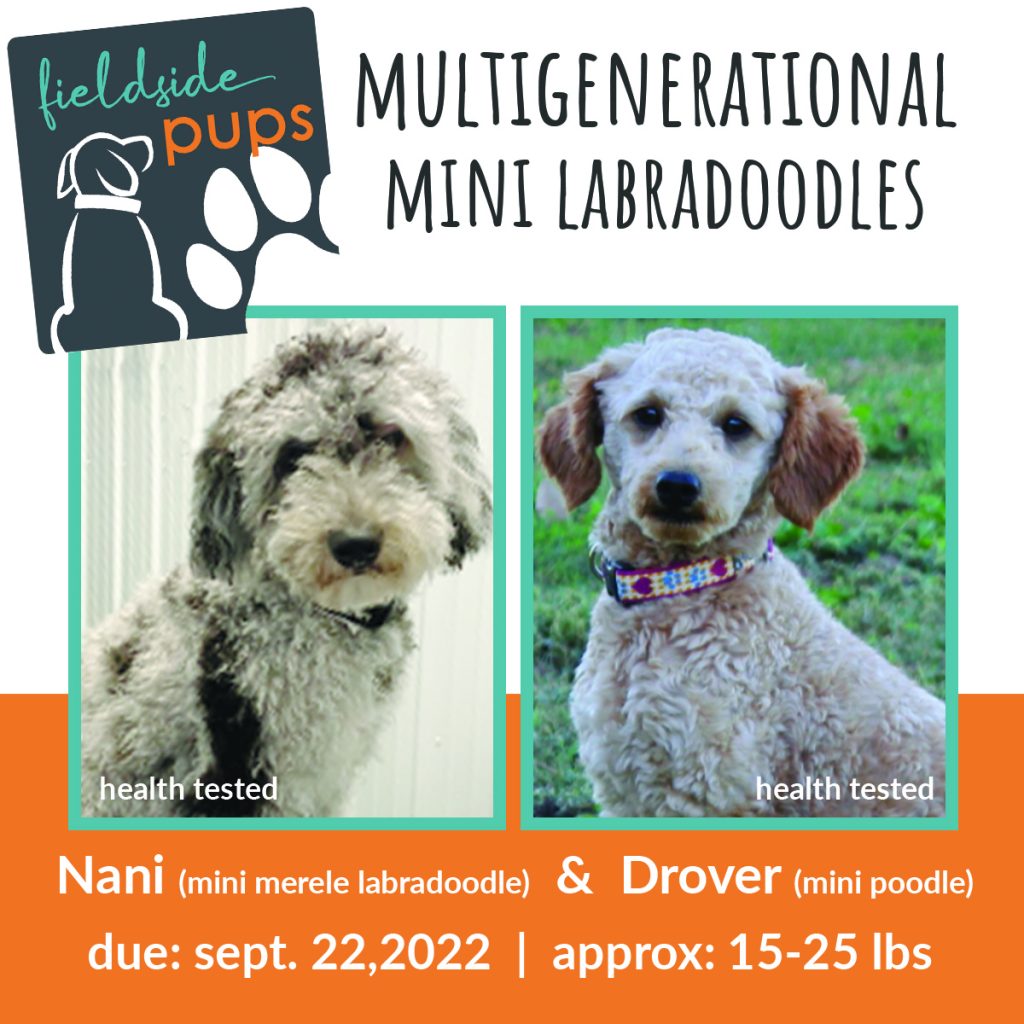 Labradoodles near me, labradoodles for sale near me, labradoodles for sale, labradoodles for sale in northwest Iowa, labradoodles for sale in Iowa, labradoodles for sale in Nebraska, labradoodles for sale in Minnesota, Labradoodles for sale in Sioux Falls, South Dakota, Labradoodles for sale in Sioux City, Iowa, Labradoodles for sale in Omaha, Nebraska, Labradoodles for sale in Minneapolis, Minnesota