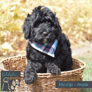 male merle labradoodle for sale in Iowa