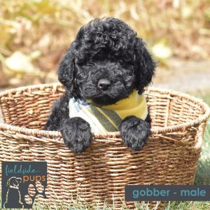 male labradoodle in south dakota