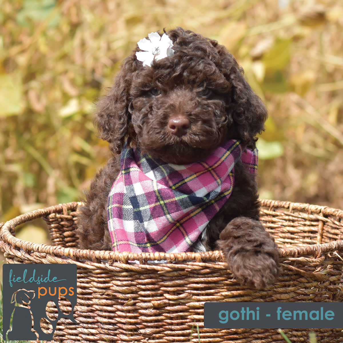 female merle labradoodle for sale in Iowa