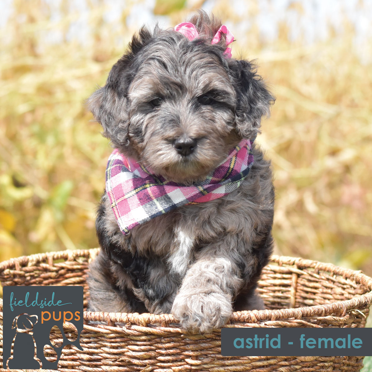 female merle labradoodle for sale in Iowa