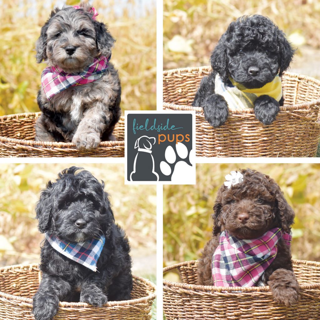 labradoodles for sale in arizona