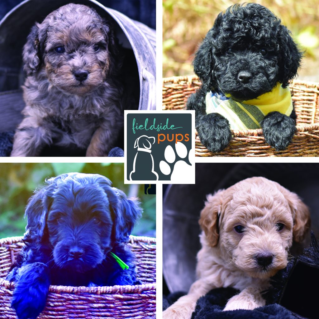 Miniature Labradoodle available in Iowa, South Dakota and Minnesota