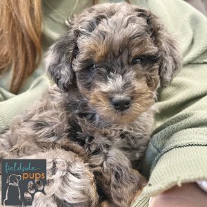 Miniature Labradoodle available in Iowa, South Dakota and Minnesota