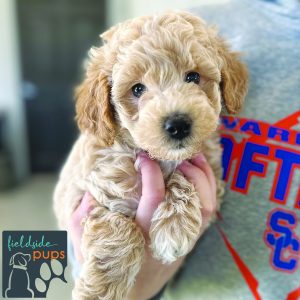 Miniature Labradoodle available in Iowa, South Dakota and Minnesota