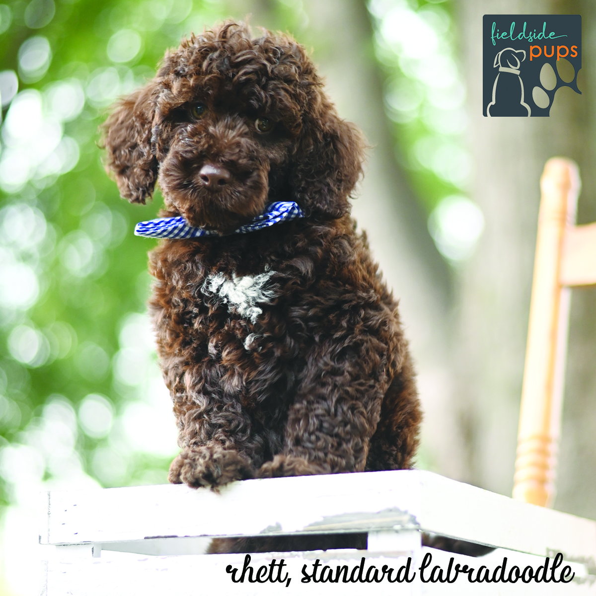 standard labradoodle located in northwest Iowa, Sioux Center, Iowa - labradoodles near me, labradoodles in iowa, labradoodles in minnesota, labradoodles in south dakota, labradoodles in arizona