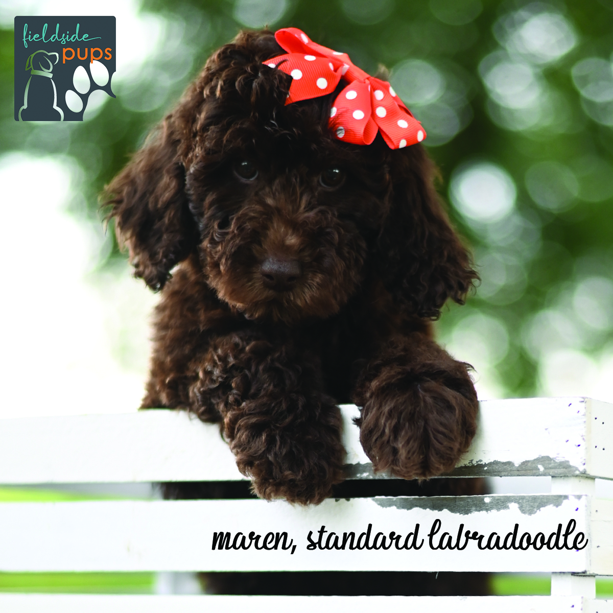 standard labradoodle located in northwest Iowa, Sioux Center, Iowa - labradoodles near me, labradoodles in iowa, labradoodles in minnesota, labradoodles in south dakota, labradoodles in arizona