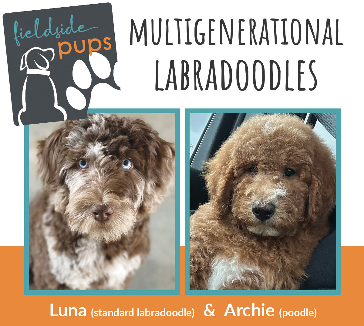 Labradoodle available in Iowa, South Dakota and Minnesota Labradoodle available in Iowa, South Dakota and Minnesota