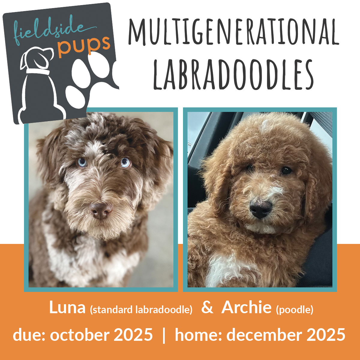 Labradoodle available in Iowa, South Dakota and Minnesota