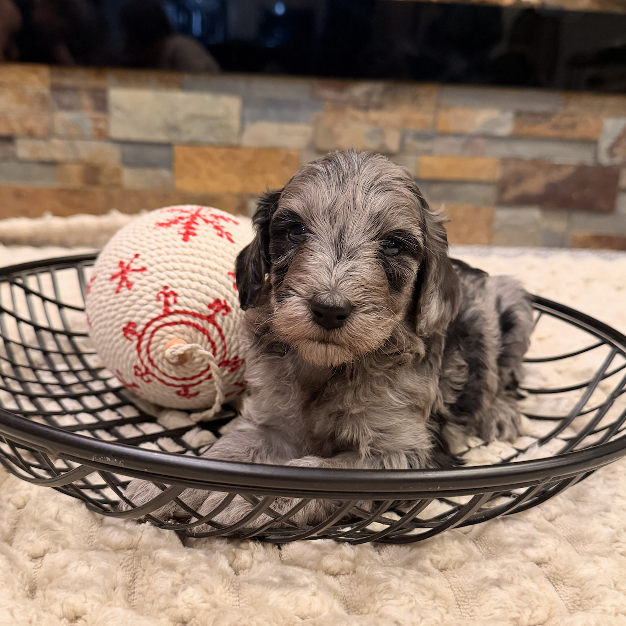 Labradoodle available in Iowa, South Dakota and Minnesota