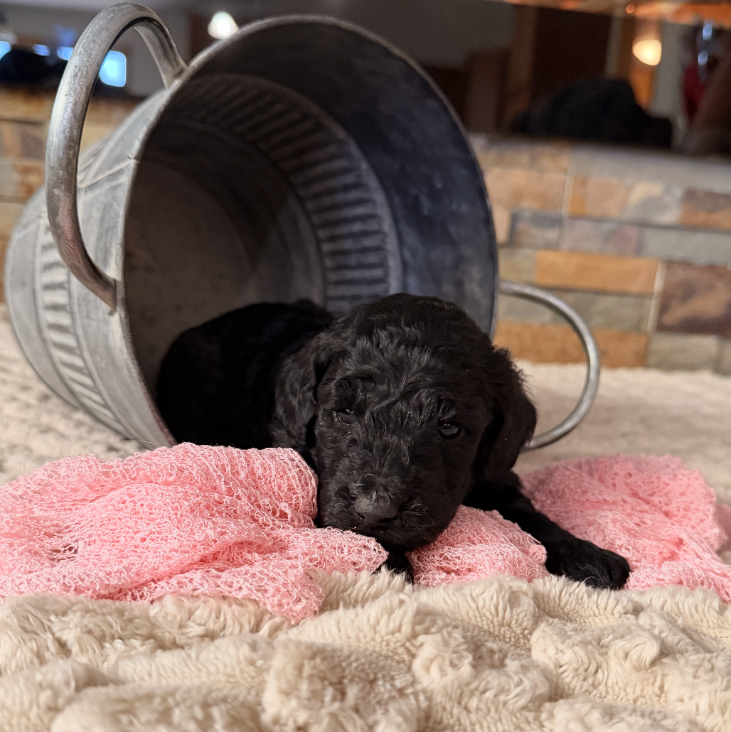 Labradoodle available in Iowa, South Dakota and Minnesota